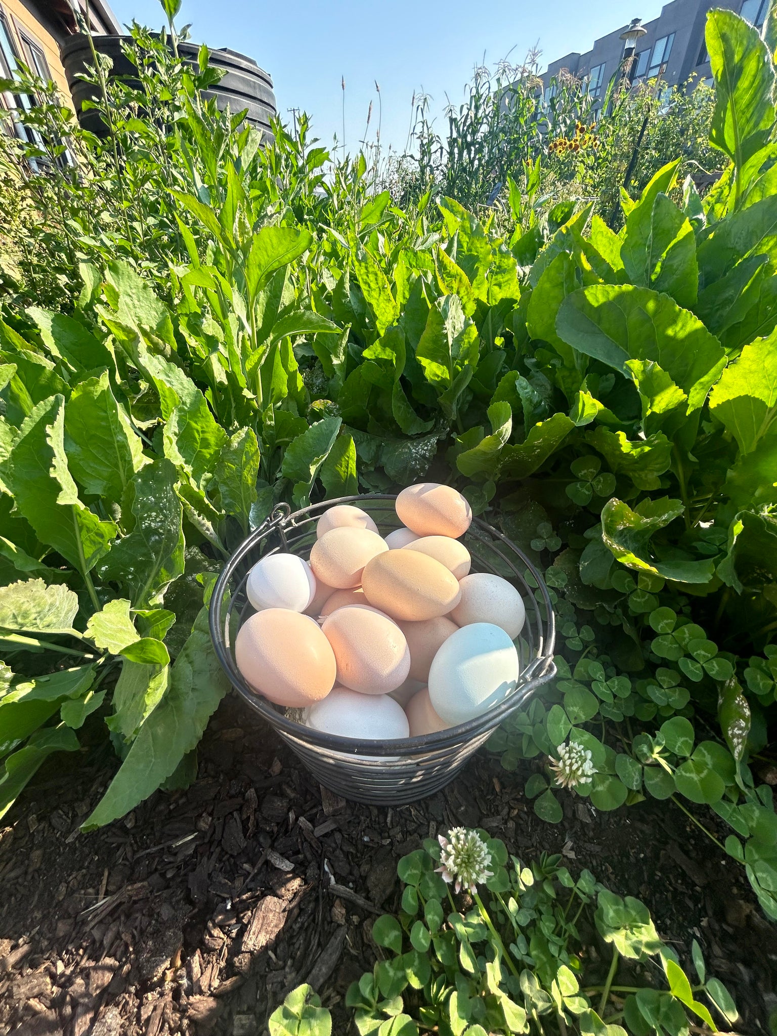 Huevos frescos de granja